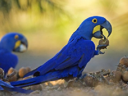 A Dió-Teszt tanulsága, 2.rész: 33-ra bővült a teszt-papagájok száma
