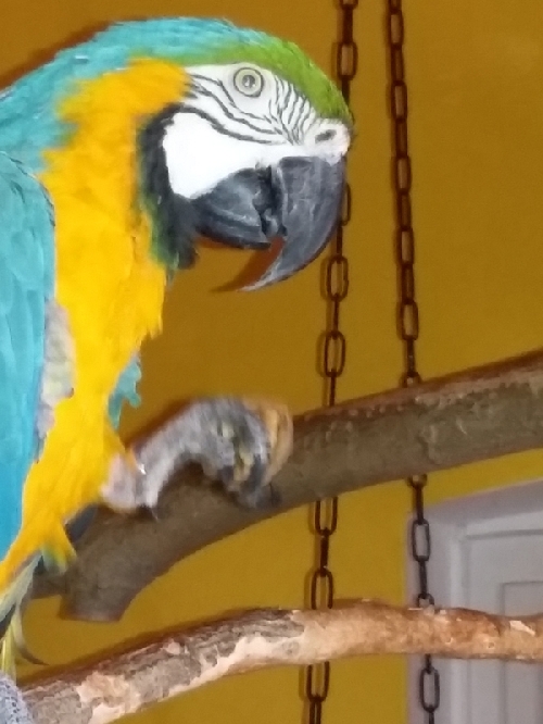 A Dió-Teszt tanulsága, 1.rész: a papagájok óvatos befektetők