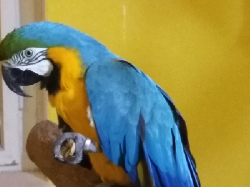 A Dió-Teszt tanulsága, 1.rész: a papagájok óvatos befektetők