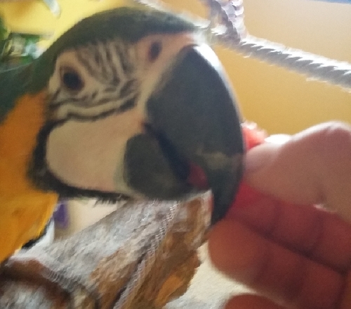 A papagáj átszoktatása pelletre