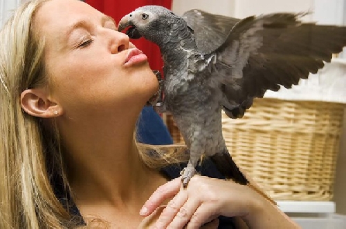 A papagáj viselkedésével kapcsolatos problémák megelőzése