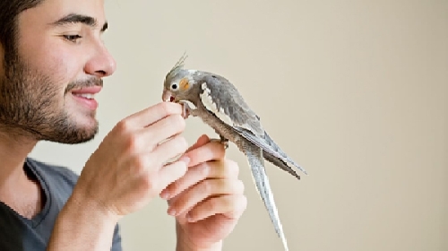 A papagáj viselkedésével kapcsolatos problémák megelőzése