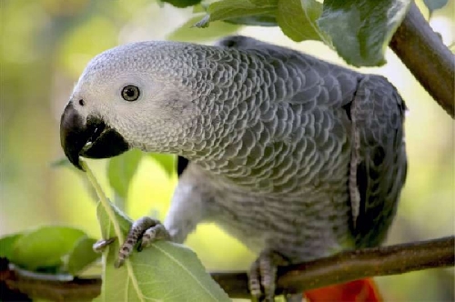 A papagájok természete