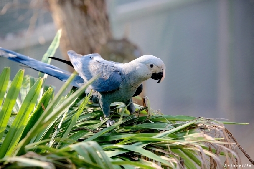 Az ACTP papagáj-telephelye