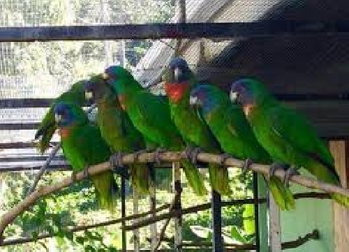 Az ACTP papagáj-telephelye