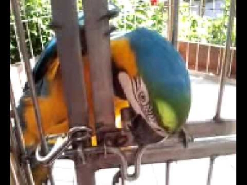 Egy vicces papagáj-sztori
